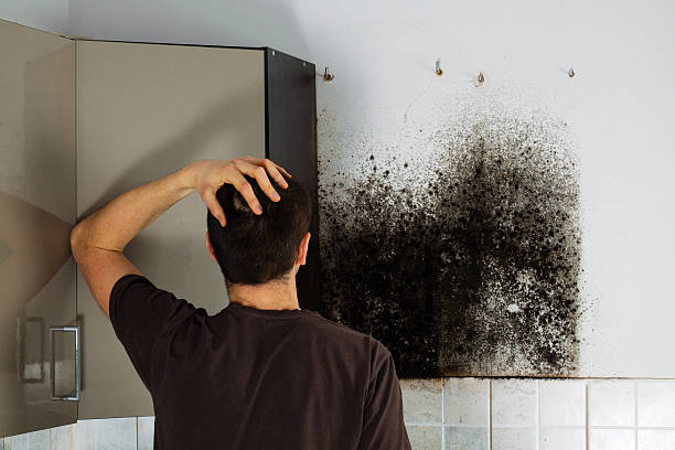 Harrisville, UT Mold Removal Company